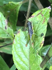 Liebermannacris dorsualis