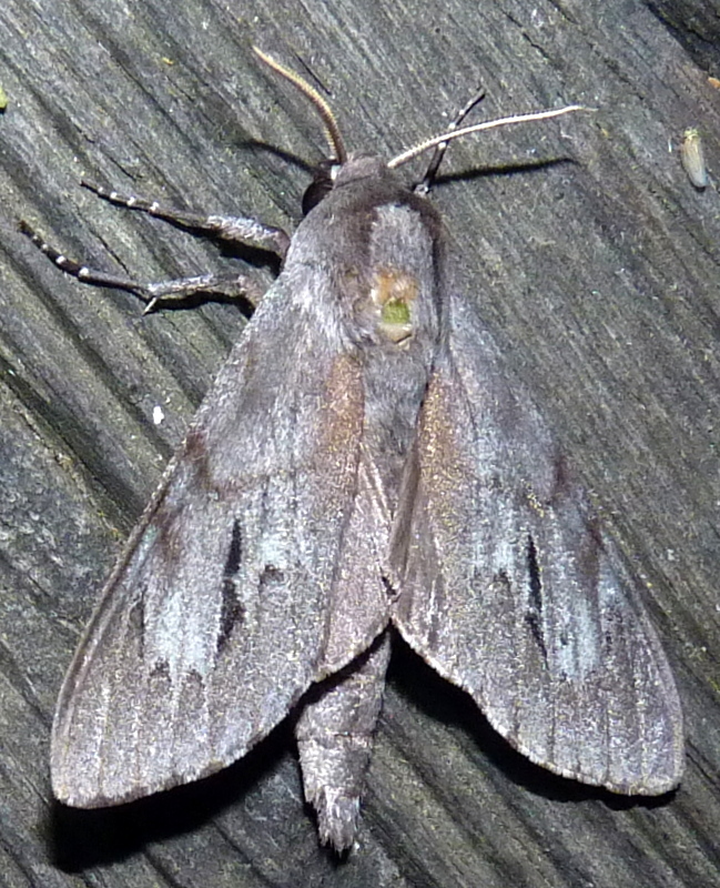 Southern Pine Sphinx from Wildwood, AL 36278, USA on July 30, 2021 at ...