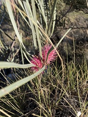 Hakea grammatophylla