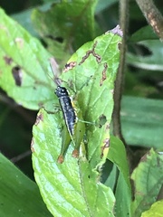 Liebermannacris dorsualis