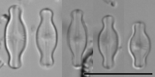 Humidophila