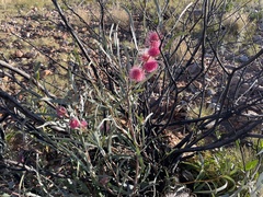 Hakea grammatophylla