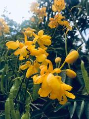 Senna viarum