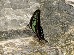Graphium cloanthus