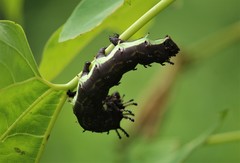 Citheronia beledonon