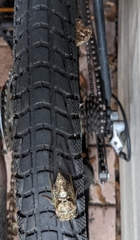 Neocicada hieroglyphica