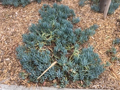 Crithmum maritimum