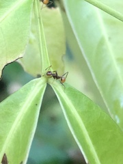 Pheidole xanthogaster