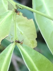 Pheidole xanthogaster