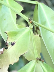 Pheidole xanthogaster