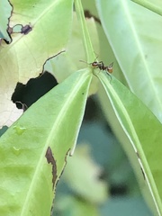 Pheidole xanthogaster