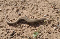 Morethia adelaidensis