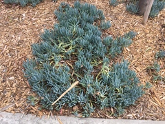 Crithmum maritimum