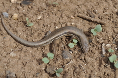 Morethia adelaidensis