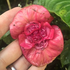 Palicourea correae