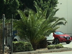 Arecaceae