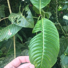 Palicourea correae