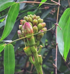 Oroxylum indicum