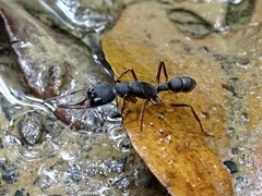 Harpegnathos venator