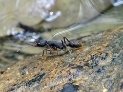 Harpegnathos venator