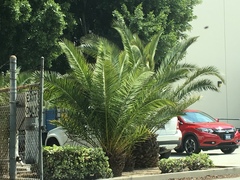 Arecaceae