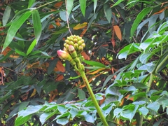 Oroxylum indicum