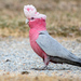 Galah - Photo (c) Andrew Allen, some rights reserved (CC BY), uploaded by Andrew Allen