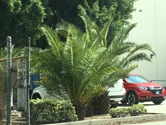 Arecaceae