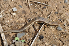 Morethia adelaidensis