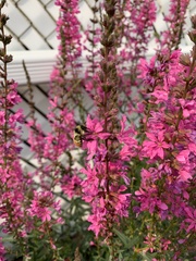 Bombus borealis