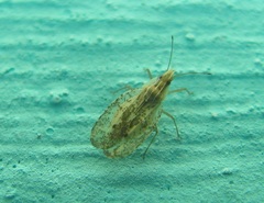 Cantacader abdivitus