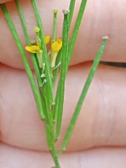 Erysimum marschallianum