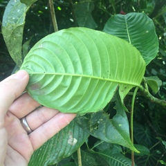 Palicourea correae
