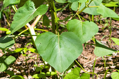 Mirabilis longiflora