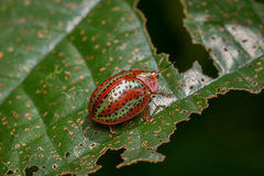 Chelymorpha alternans