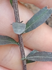 Erysimum marschallianum