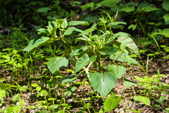 Mirabilis longiflora