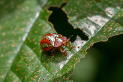 Chelymorpha alternans