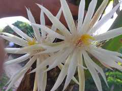 Epiphyllum