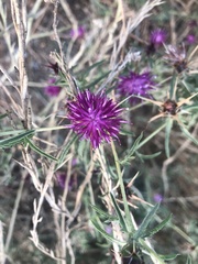 Centaurea calcitrapa