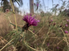 Centaurea calcitrapa