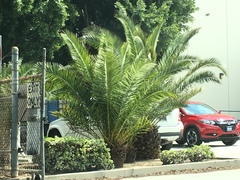 Arecaceae