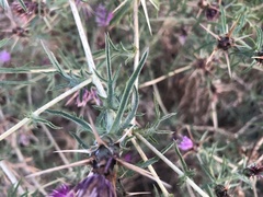 Centaurea calcitrapa