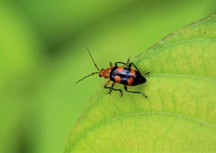 Malacorhinus dilaticornis