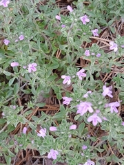 Thymus bashkiriensis