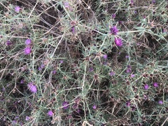 Centaurea calcitrapa