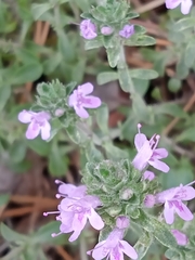 Thymus bashkiriensis