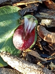Corybas unguiculatus