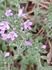 Thymus bashkiriensis