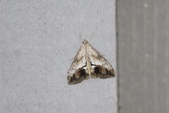 Evergestis subterminalis